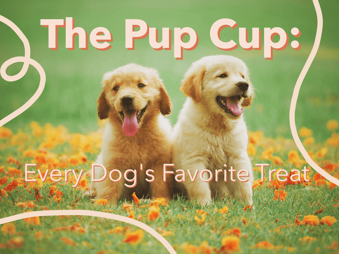 The Pup Cup: Every Dog's Favorite Treat - Hot Cup Factory
